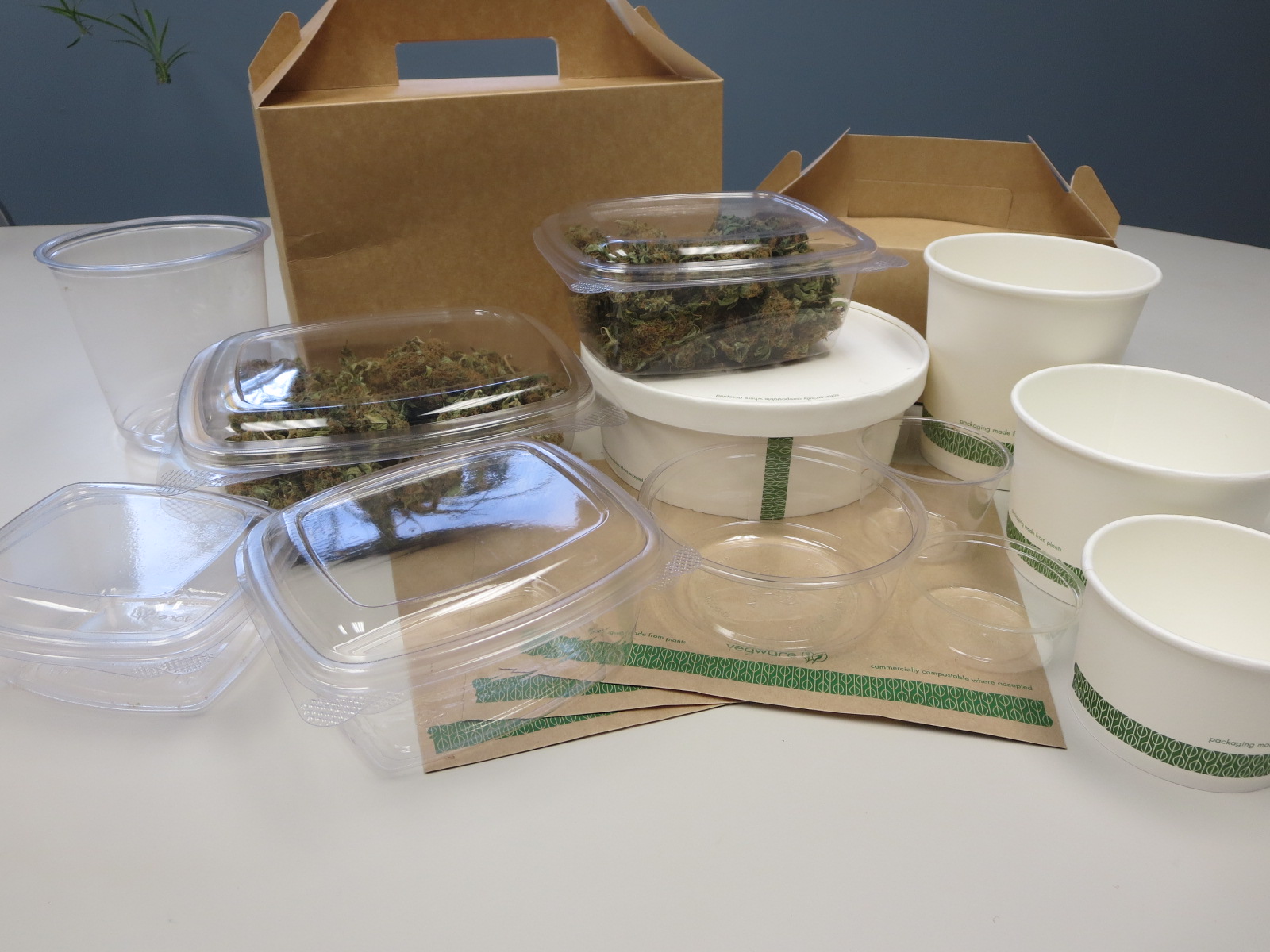 Compostable Containers Made From Plants NOT Plastic
